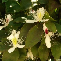 Capparis brevispina DC.